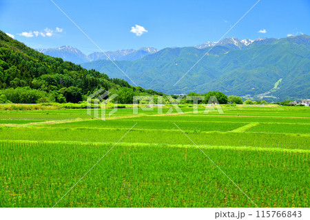 長野県伊那市美篶より木曽駒ヶ岳方面を望む(長野県伊那市)【2024.6】 115766843