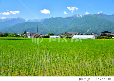 長野県伊那市美篶より木曽駒ヶ岳方面を望む(長野県伊那市)【2024.6】 長野県伊那市美篶より木曽駒ヶ岳方面を望む(長野県伊那市)【2024.6】 115766846