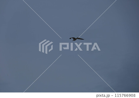 Bird, seagull, flying in the sky 115766908