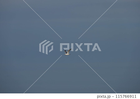 Bird, seagull, flying in the sky 115766911