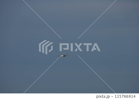 Bird, seagull, flying in the sky Bird, seagull, flying in the sky 115766914