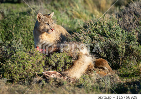 Puma lies beside guanaco kill in bushes 115766929