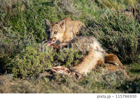 Puma lies beside guanaco kill with catchlight 115766930