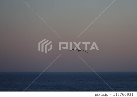 Seagull flying towards horizon during sunset Seagull flying towards horizon during sunset 115766931