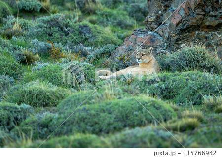 Puma lies beside rock on bushy hillside Puma lies beside rock on bushy hillside 115766932
