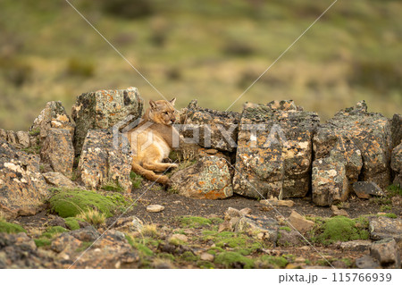 Puma lies between rocks on grassy hillside Puma lies between rocks on grassy hillside 115766939