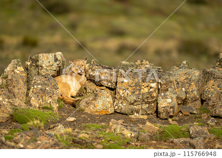 Puma lies between sunlit rocks on hill 115766948