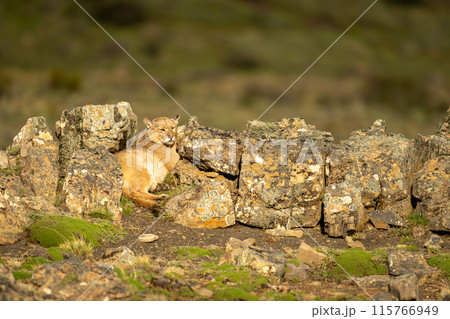 Puma lies between sunlit rocks on hilltop Puma lies between sunlit rocks on hilltop 115766949