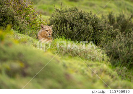 Puma lies between thick bushes looking downhill 115766950