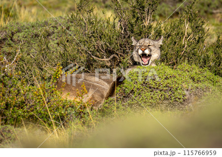 Puma lies in bush yawning in sun Puma lies in bush yawning in sun 115766959