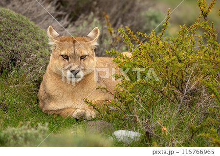 Puma lies in bushes staring at camera Puma lies in bushes staring at camera 115766965