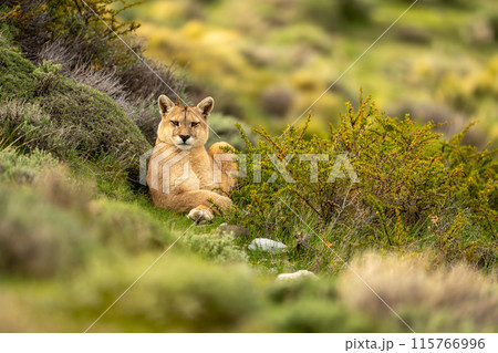Puma lies in thick bushes watching camera Puma lies in thick bushes watching camera 115766996