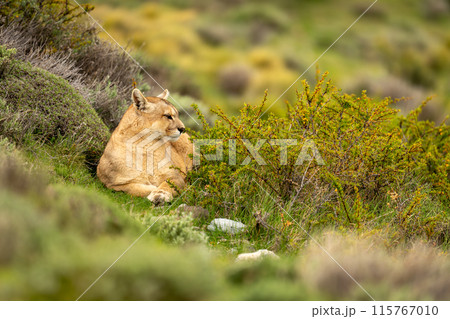 Puma lies in thick undergrowth turning head Puma lies in thick undergrowth turning head 115767010