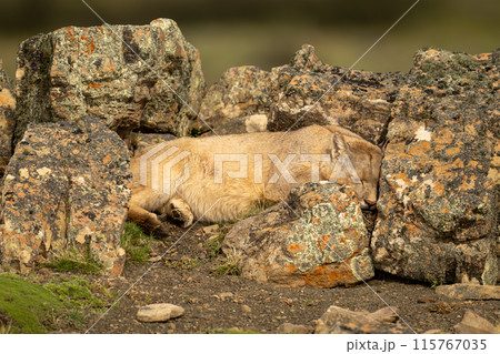 Puma lies sleeping among rocks on ridge Puma lies sleeping among rocks on ridge 115767035