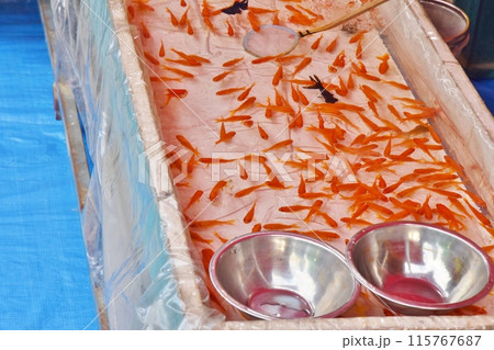 お祭りの金魚すくい お祭りの金魚すくい 115767687