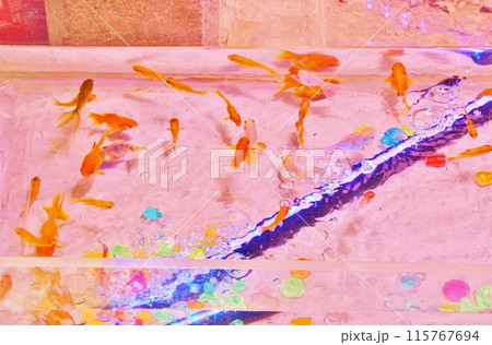 屋台の金魚すくい 115767694