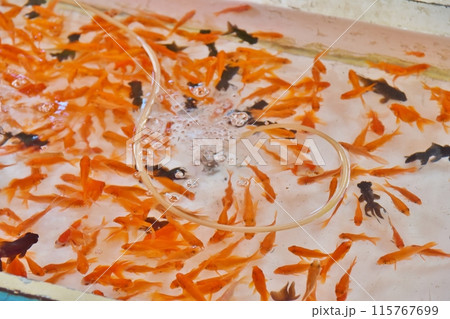 屋台の金魚すくい 屋台の金魚すくい 115767699