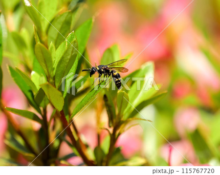 ミカドドロバチ 115767720