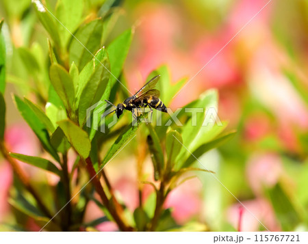 ミカドドロバチ 115767721