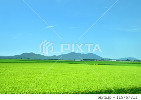 JR東日本越後線寺泊駅から吉田駅までの車窓風景(2022年夏) 115767813
