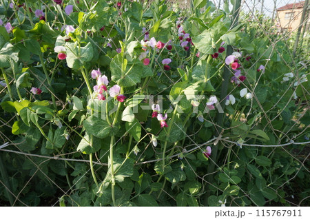 さやえんどう 115767911