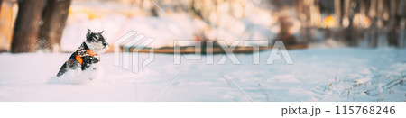 Miniature Schnauzer Dog Or Zwergschnauzer Sitting In Outfit Playing Fast Running In Snow At Winter Day 115768246