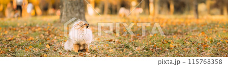 Young Red Puppy Pomeranian Spitz Puppy Dog Sitting Outdoor In Autumn Grass 115768358