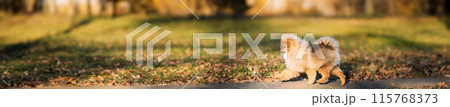 Funny Young Red Puppy Pomeranian Spitz Puppy Dog Happy Walking Outdoor In Autumn Park Lane. Funny Young Red Puppy Pomeranian Spitz Puppy Dog Happy Walking Outdoor In Autumn Park Lane. 115768373
