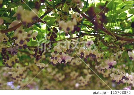 アケビの花 アケビの花 115768876
