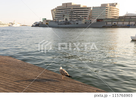 A closeup of a beautiful seagull posing a tranquil beach in Barcelona, Spain. A closeup of a beautiful seagull posing a tranquil beach in Barcelona, Spain. 115768903