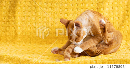 Red Ginger Devon Rex Cat. Short-haired Cat Of English Breed On Yellow Plaid Background. Shorthair Pet Washing Paws 115768984