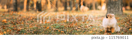 Young Red Puppy Pomeranian Spitz Puppy Dog Play Outdoor In Autumn Grass Young Red Puppy Pomeranian Spitz Puppy Dog Play Outdoor In Autumn Grass 115769011