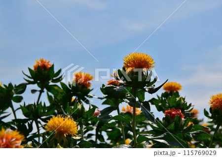晴天の桶川べに花まつり　埼玉 115769029