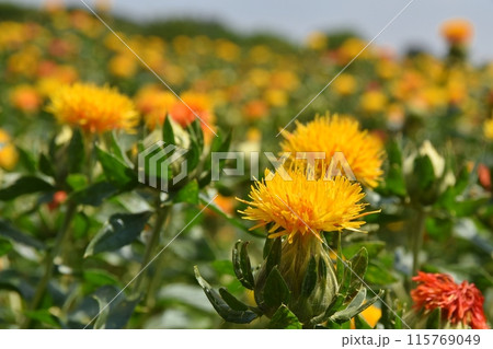 晴天の桶川べに花まつり　埼玉 115769049