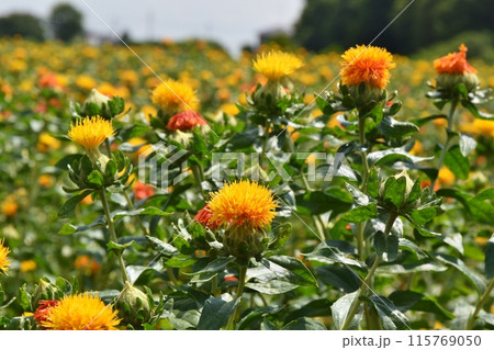 晴天の桶川べに花まつり　埼玉 115769050