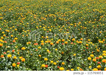 晴天の桶川べに花まつり　埼玉 115769051