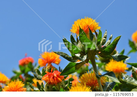 快晴の桶川べに花まつり 埼玉 快晴の桶川べに花まつり 埼玉 115769053
