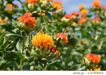 晴天の桶川べに花まつり　埼玉 115769054
