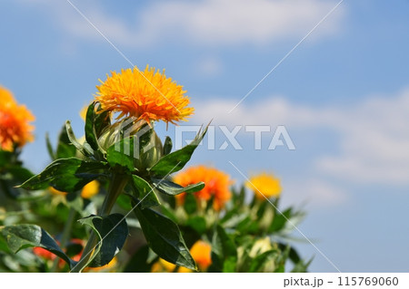 晴天の桶川べに花まつり 埼玉 晴天の桶川べに花まつり 埼玉 115769060
