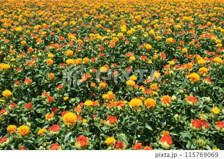 晴天の桶川べに花まつり 埼玉 晴天の桶川べに花まつり 埼玉 115769069