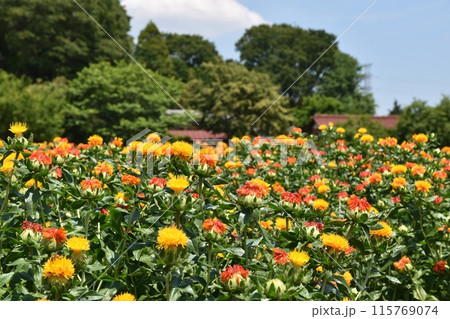 晴天の桶川べに花まつり 埼玉 晴天の桶川べに花まつり 埼玉 115769074