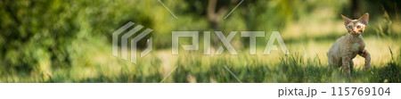 Funny Young Red Ginger Devon Rex Kitten In Green Grass. Short-haired Cat Of English Breed Funny Young Red Ginger Devon Rex Kitten In Green Grass. Short-haired Cat Of English Breed 115769104