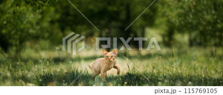 Funny Young Red Ginger Devon Rex Kitten In Green Grass. Short-haired Cat Of English Breed Funny Young Red Ginger Devon Rex Kitten In Green Grass. Short-haired Cat Of English Breed 115769105
