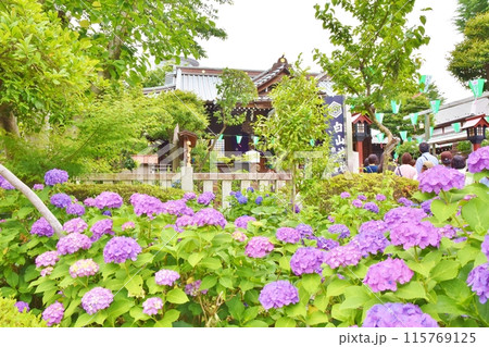 あじさい祭の白山神社 東京 あじさい祭の白山神社 東京 115769125