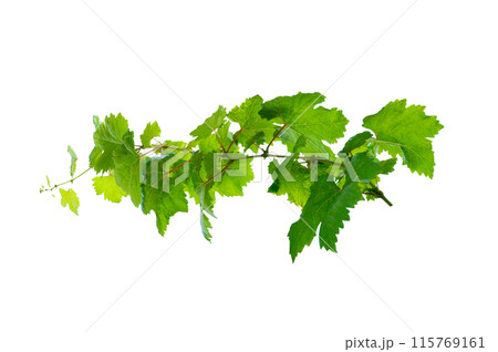 leaf vine isolates on a white background 115769161