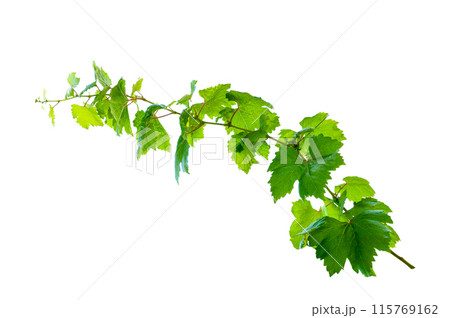 leaf vine isolates on a white background leaf vine isolates on a white background 115769162
