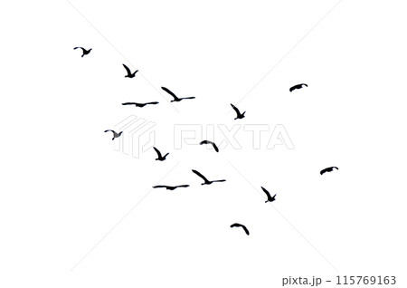 flock of birds backlit isolate flock of birds backlit isolate 115769163