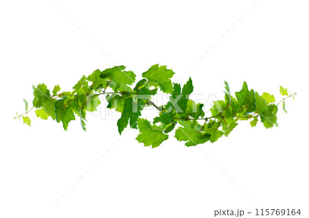 leaf vine isolates on a white background 115769164