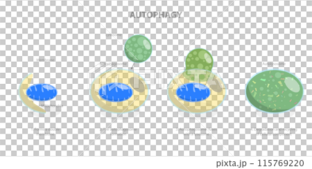 3D Isometric Flat  Illustration of Autophagy, Diagram of the Process 115769220