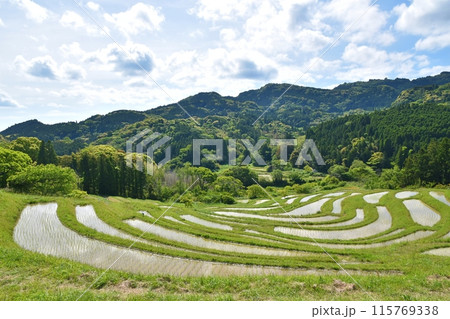 田植え直後の大山千枚田 千葉 田植え直後の大山千枚田 千葉 115769338